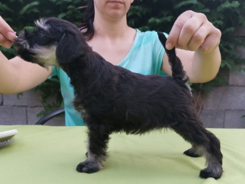 miniature schnauzer patuljasti snaucer