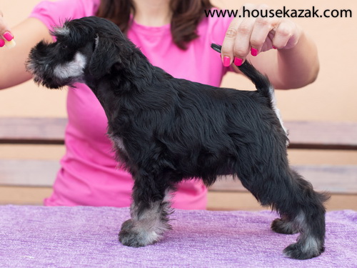 miniature schnauzer patuljasti snaucer