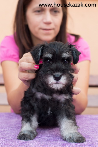 miniature schnauzer patuljasti snaucer