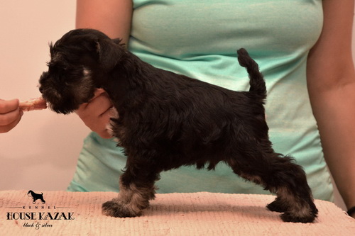 miniature schnauzer patuljasti snaucer