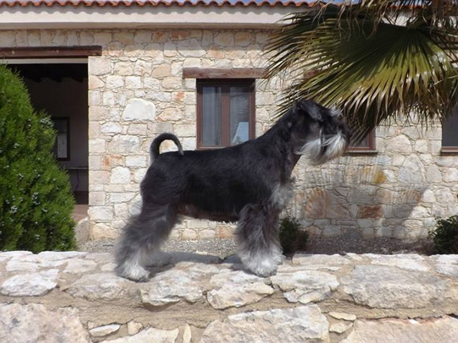 House Kazak miniature schnauzer patuljasti snaucer