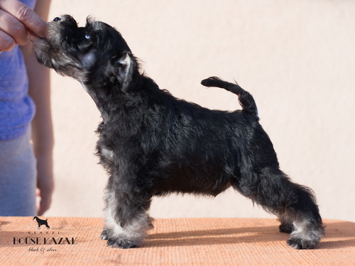 miniature schnauzer patuljasti snaucer