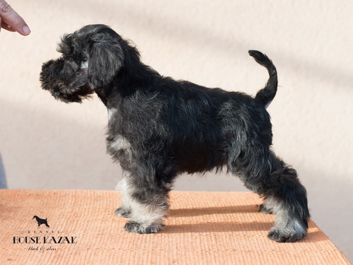 miniature schnauzer patuljasti snaucer