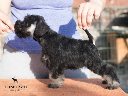 miniature schnauzer patuljasti snaucer
