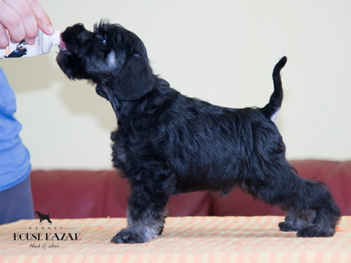 miniature schnauzer patuljasti snaucer