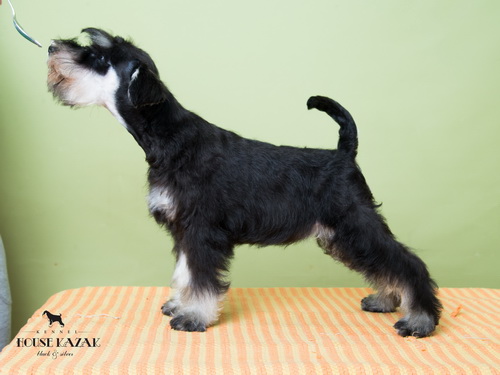 miniature schnauzer patuljasti snaucer
