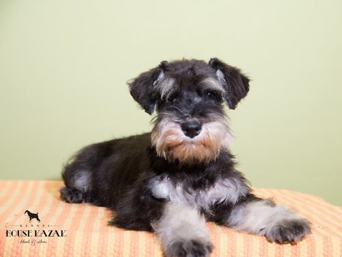 miniature schnauzer patuljasti snaucer