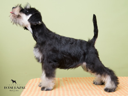 miniature schnauzer patuljasti snaucer