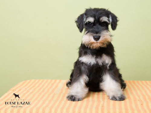 miniature schnauzer patuljasti snaucer
