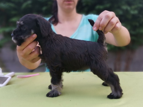 miniature schnauzer patuljasti snaucer