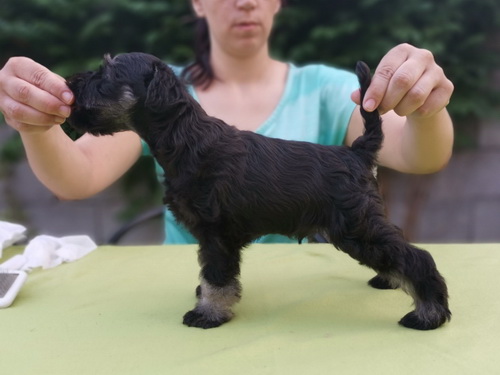miniature schnauzer patuljasti snaucer