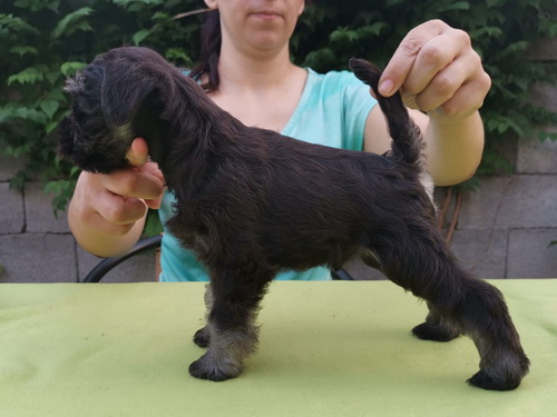 miniature schnauzer patuljasti snaucer