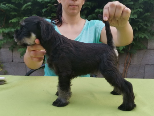 miniature schnauzer patuljasti snaucer