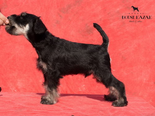 miniature schnauzer patuljasti snaucer