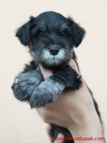 miniature schnauzer patuljasti snaucer