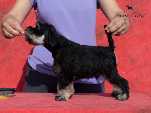 miniature schnauzer patuljasti snaucer