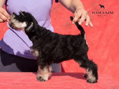miniature schnauzer patuljasti snaucer