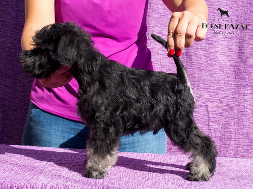 miniature schnauzer patuljasti snaucer
