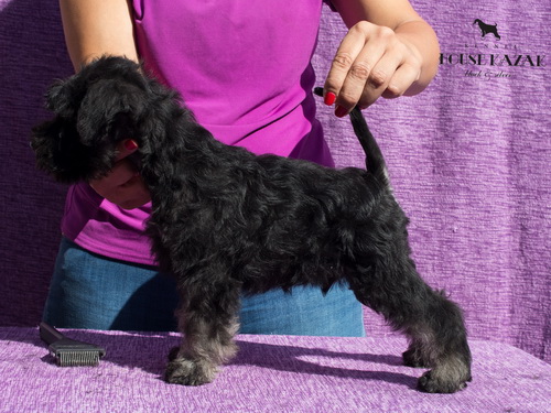 miniature schnauzer patuljasti snaucer
