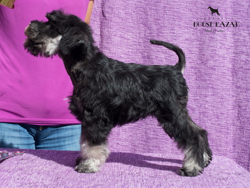 miniature schnauzer patuljasti snaucer