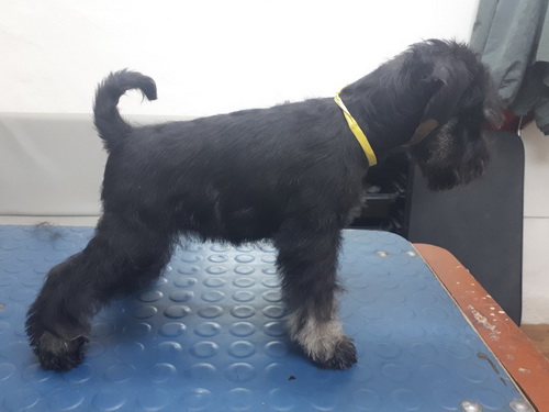 miniature schnauzer patuljasti snaucer