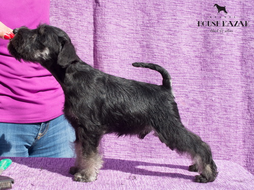 miniature schnauzer patuljasti snaucer