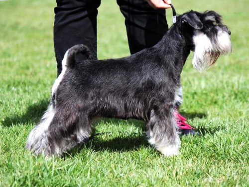 miniature schnauzer patuljasti snaucer