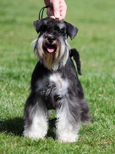 miniature schnauzer patuljasti snaucer House Kazak Eva 