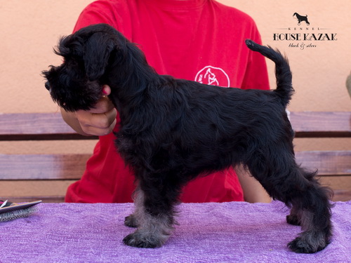 miniature schnauzer patuljasti snaucer