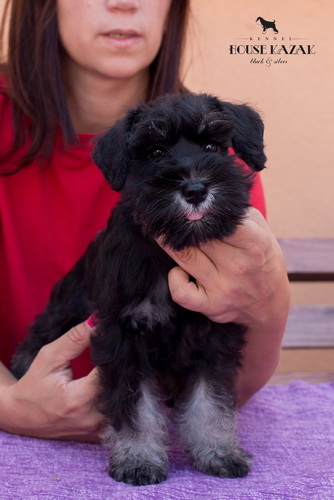 miniature schnauzer patuljasti snaucer