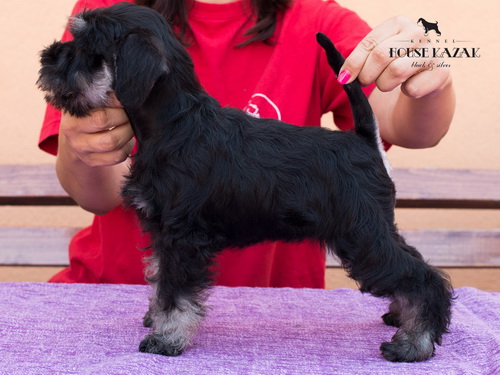 miniature schnauzer patuljasti snaucer