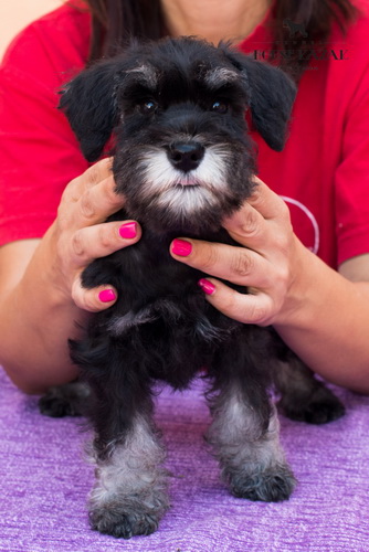 miniature schnauzer patuljasti snaucer