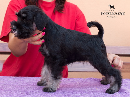 miniature schnauzer patuljasti snaucer
