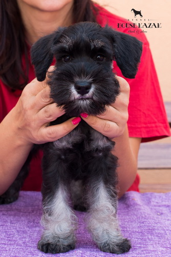 miniature schnauzer patuljasti snaucer