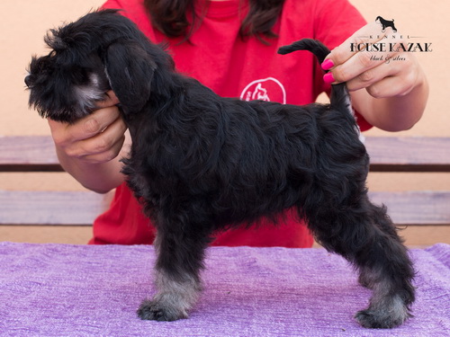 miniature schnauzer patuljasti snaucer