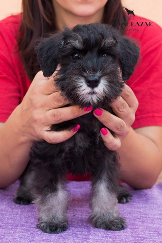miniature schnauzer patuljasti snaucer