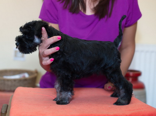 miniature schnauzer patuljasti snaucer