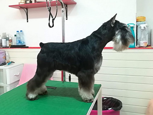 miniature schnauzer patuljasti snaucer