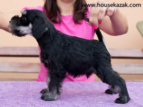miniature schnauzer patuljasti snaucer