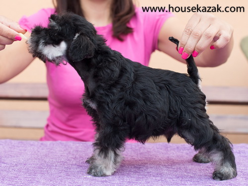 miniature schnauzer patuljasti snaucer