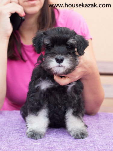 miniature schnauzer patuljasti snaucer
