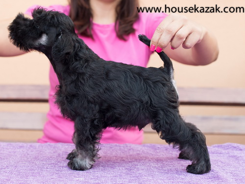 miniature schnauzer patuljasti snaucer