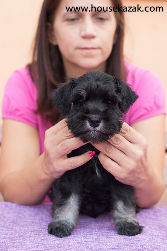 miniature schnauzer patuljasti snaucer