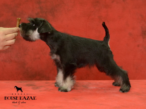 miniature schnauzer patuljasti snaucer