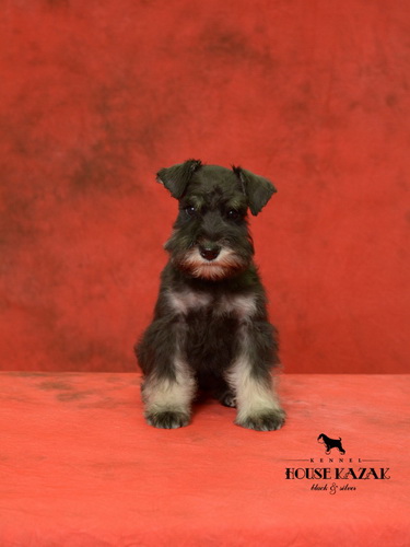 miniature schnauzer patuljasti snaucer