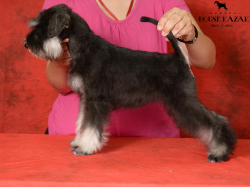 miniature schnauzer patuljasti snaucer