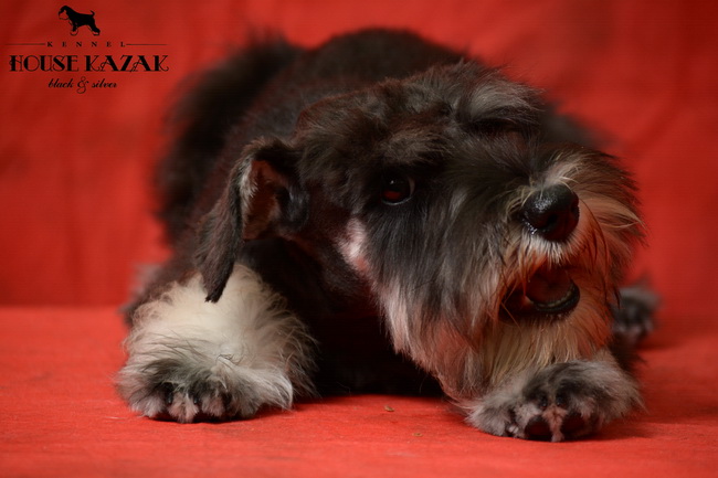 miniature schnauzer patuljasti snaucer