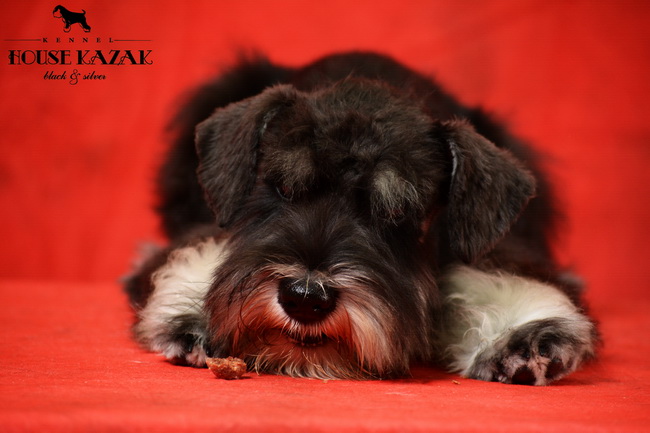 miniature schnauzer patuljasti snaucer