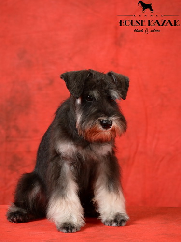 miniature schnauzer patuljasti snaucer