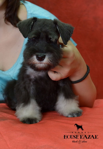 miniature schnauzer patuljasti snaucer
